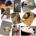 Jouet à mâcher pour chat en peluche avec herbe à chat